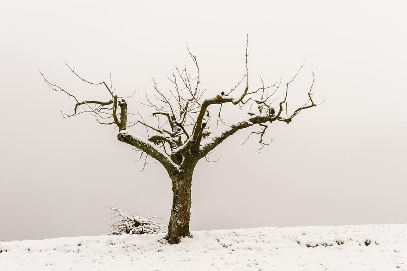 Pruning Strategies