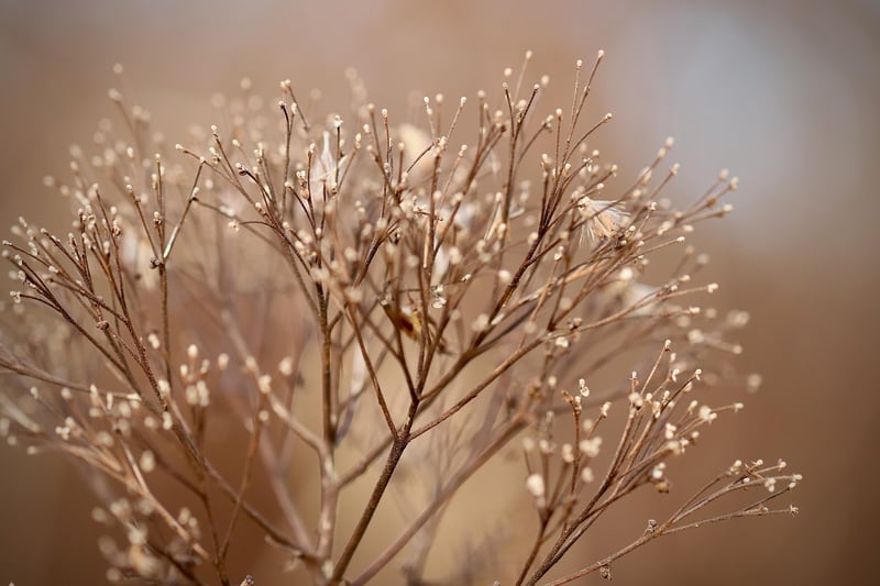 Plant Sunlight